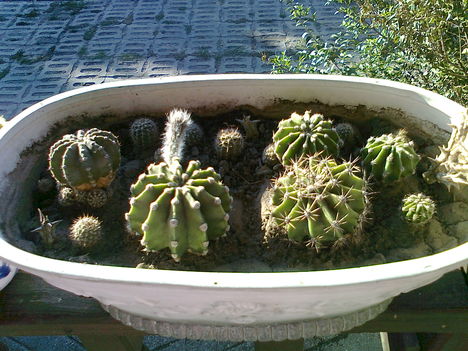 kaktuszaim 45