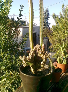 kaktuszaim 46