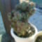 kaktuszaim 47