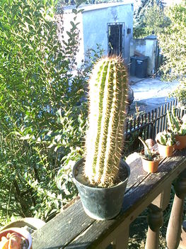 kaktuszaim 48