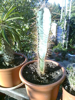 kaktuszaim 5