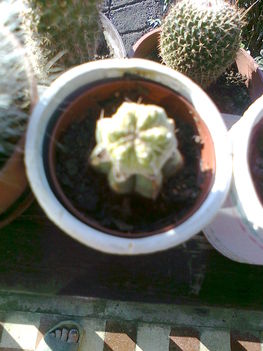 kaktuszaim 6
