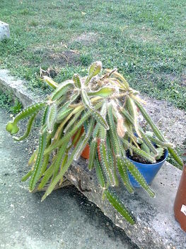 kaktuszaim 9
