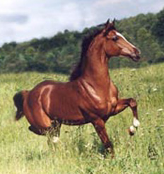 lovas kép 1