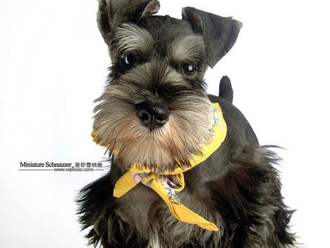 miniature_schnauzer_1010515_2231