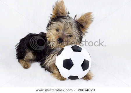 yorkshire terrier with toy