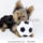 Yorkshire_terrier_with_toy_1025851_5769_t