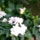 Gardenia____gardenia_jasminoides_1261288_7973_t