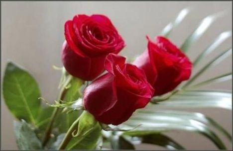 három piros rózsa szál