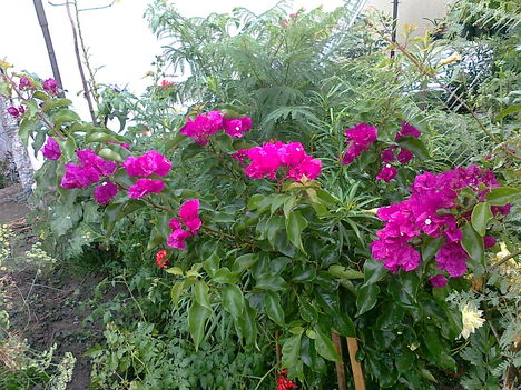 MURVAFÜRT,KERTBE ÜLTETVE,   BOUGAINVILLEA