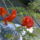 Pirosakac____sesbania_tripetii_1261279_4906_t