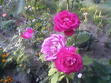 rózsák