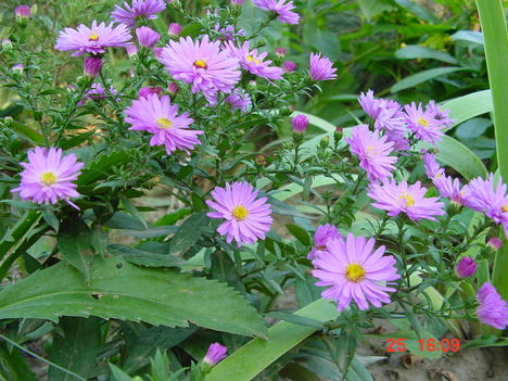 Szeptemberi virágok 8