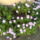 20110926042_masolata-001_1262813_8771_t