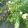 20110926060_masolata_1262832_4449_t