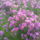 Aster_1262816_6176_t