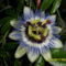 Golgota virág- nem kaktusz SAM_0637
