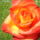 Rozsa__1262021_9279_t