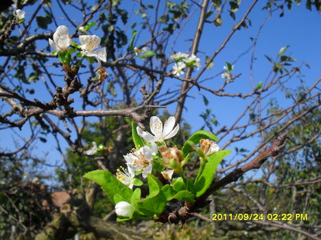 Virágzik a szilvafa