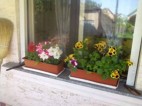 Ablakom virágai