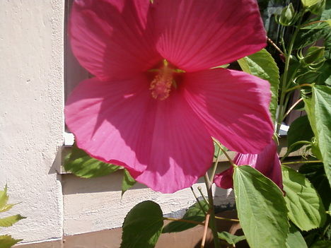 hibiszkusz