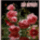 Aldott_legyen_az_ur_neve_mostantol_fogva_es_orokkezsolt1133_1264273_8108_t