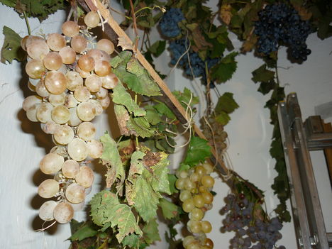 A szőlő tárolása
