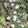 Aster_1266171_9866_t