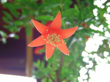 gránátalma virág alulról fotózva