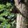 Pillango_az_akacfan_1266169_9667_t