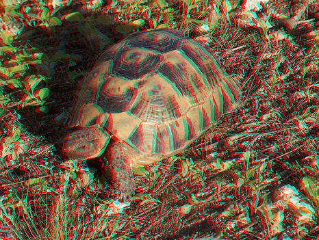 3D teknős