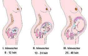 A terhesség szakaszai