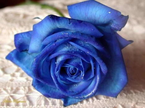 A kék rózsa