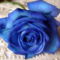 A kék rózsa
