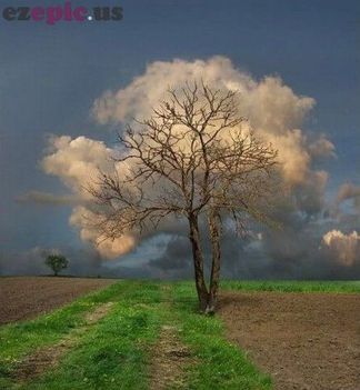 felhőfa