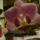 Kozepes_phalaenopsis_1026604_6796_t