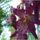 Orchidea_1206530_5455_t