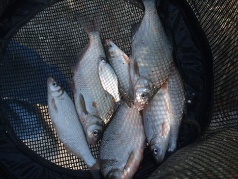 Őszi horgászversenyek 2011. 25