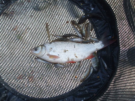 Őszi horgászversenyek 2011. 6