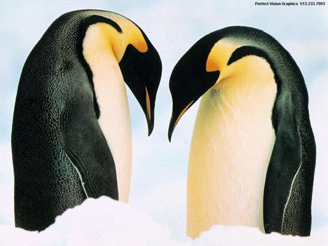 Pingvinféle
