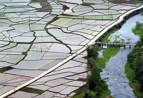 rizsültetvény