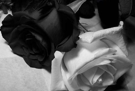 Rózsa fekete-fehérben
