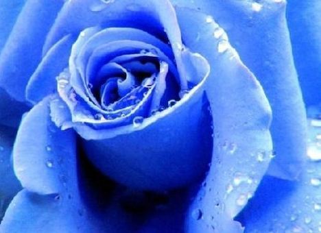 Rózsa kéklően