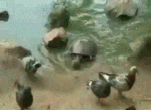 Teknős-galamb-gif