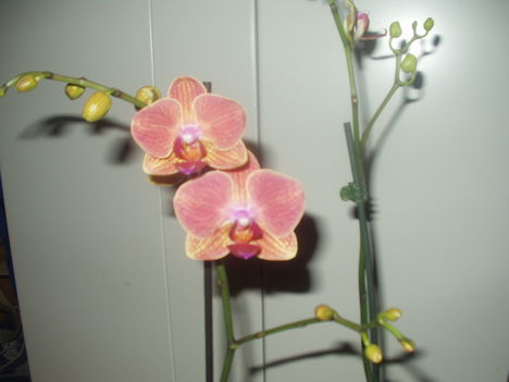 virágaim 2