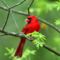 Vörös egzotikus madár