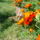 Kisse_kopott_de_meg_igy_is_szep_2_1271065_4644_t