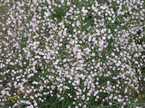 rózsaszín fátyolvirág