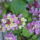 Setanyrozsak-001_1271889_1721_t