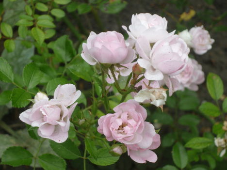talajtakaró rózsa